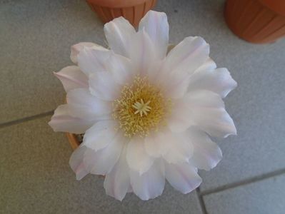 Gymnocalycium monvillei