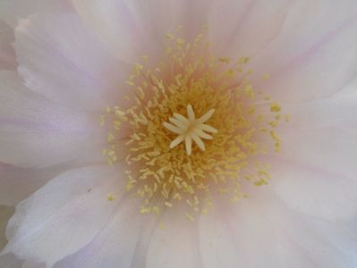 Gymnocalycium monvillei