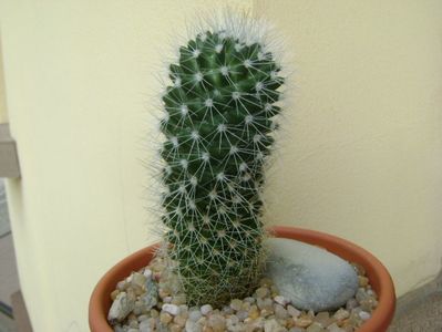 Mammillaria sp.