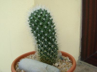 Mammillaria sp.