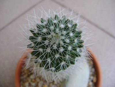 Mammillaria sp.