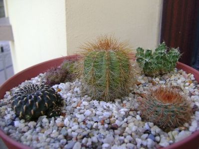 Grup de 5 cactusi; Lobivia cinnabarina    
Notocactus schlosseri
Notocactus magnificus
Puna subterranea f. incahuasi (Maihueniopsis subterranea)
Sulcorebutia heinzii
