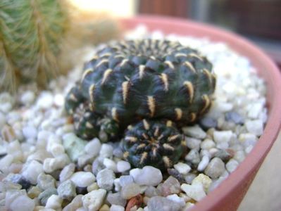 Sulcorebutia heinzii