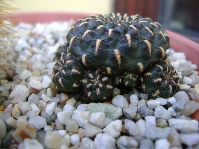 Sulcorebutia heinzii