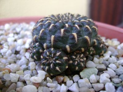 Sulcorebutia heinzii