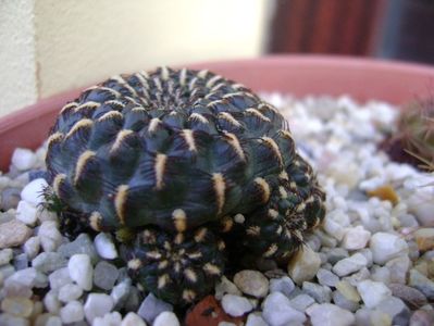 Sulcorebutia heinzii