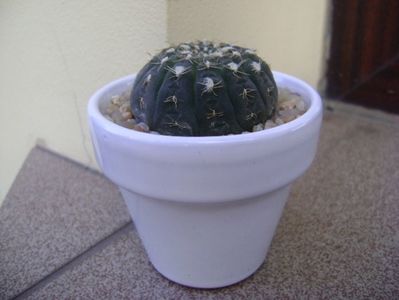 Gymnocalycium ragonesei