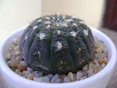 Gymnocalycium ragonesei