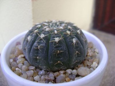 Gymnocalycium ragonesei