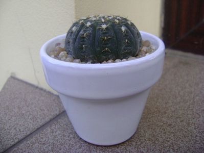 Gymnocalycium ragonesei