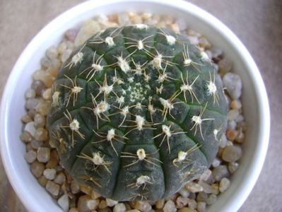 Gymnocalycium ragonesei