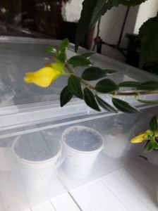Nematanthus Hibrid Yellow(13-07-2019)