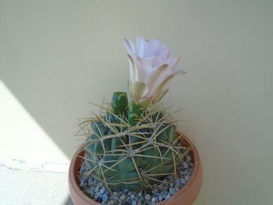 Gymnocalycium monvillei