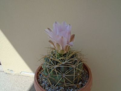 Gymnocalycium monvillei