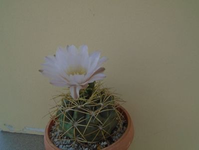 Gymnocalycium monvillei