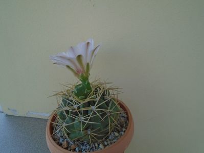 Gymnocalycium monvillei