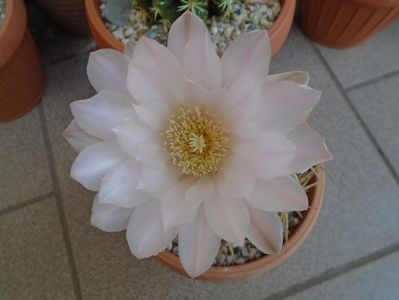 Gymnocalycium monvillei