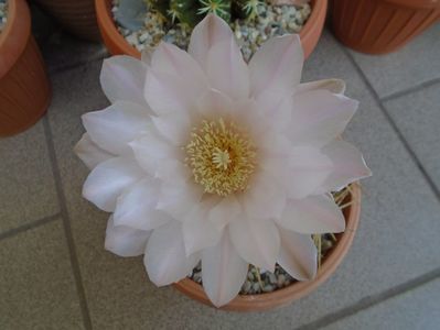 Gymnocalycium monvillei