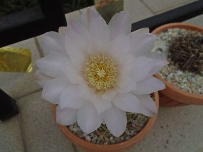 Gymnocalycium monvillei