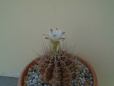 Gymnocalycium mihanovichii