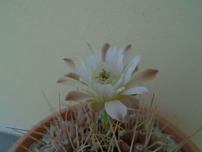 Gymnocalycium mihanovichii