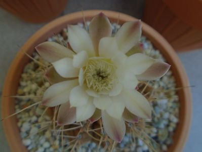 Gymnocalycium mihanovichii