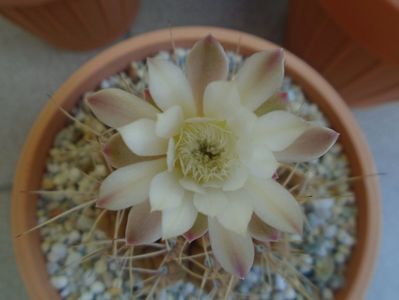 Gymnocalycium mihanovichii