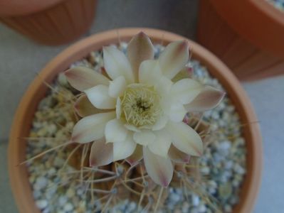 Gymnocalycium mihanovichii