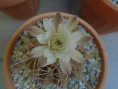 Gymnocalycium mihanovichii