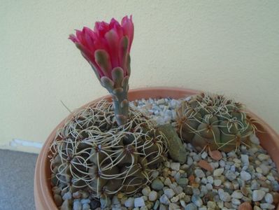 Gymnocalycium baldianum, 2 ex.