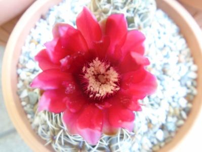 Gymnocalycium baldianum