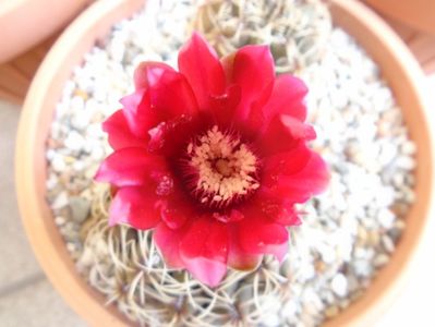 Gymnocalycium baldianum