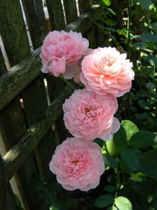 The alnwick rose