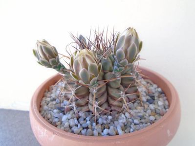 Gymnocalycium schickendantzii