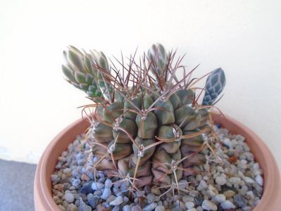 Gymnocalycium schickendantzii