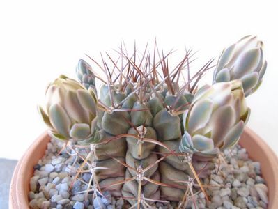 Gymnocalycium schickendantzii