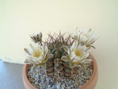 Gymnocalycium schickendantzii