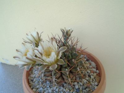 Gymnocalycium schickendantzii