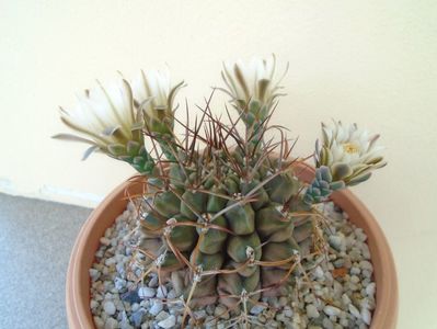 Gymnocalycium schickendantzii