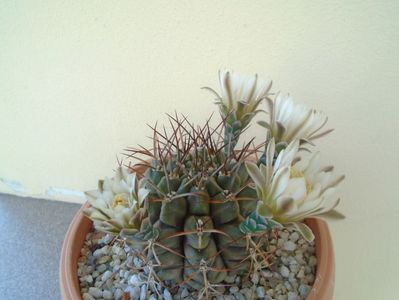 Gymnocalycium schickendantzii