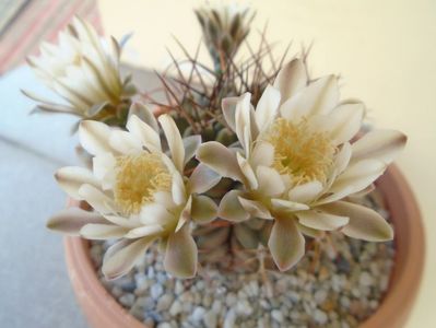 Gymnocalycium schickendantzii