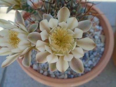 Gymnocalycium schickendantzii