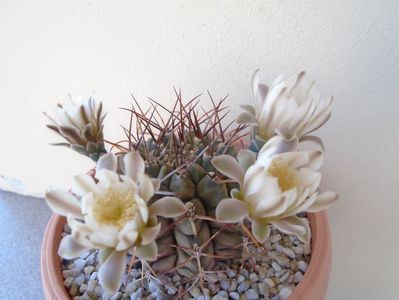 Gymnocalycium schickendantzii