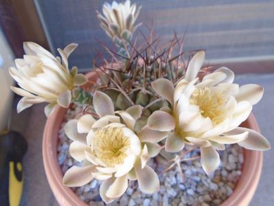 Gymnocalycium schickendantzii