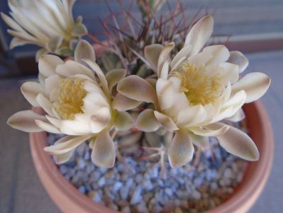 Gymnocalycium schickendantzii