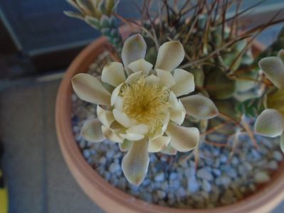 Gymnocalycium schickendantzii