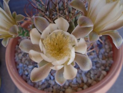 Gymnocalycium schickendantzii