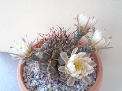 Gymnocalycium schickendantzii