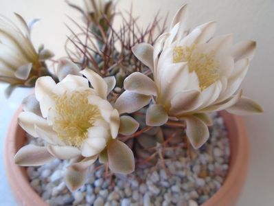 Gymnocalycium schickendantzii