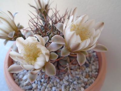 Gymnocalycium schickendantzii